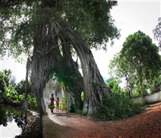 Heritage banyan trees in Hung Yen province