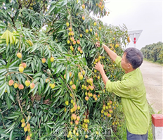 Phu Cu hybrid early-ripening lychee season is bumper and sold at good price