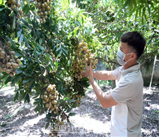 Hưng Yên: Phát triển sản xuất nông nghiệp công nghệ số