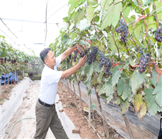 Trồng nho kết hợp du lịch trải nghiệm