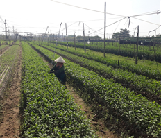 Trồng hoa cúc thu lợi nhuận cao