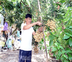 Producing safe and good quality longans: The right and effective direction