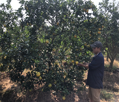 Kim Dong province: Bumper crop of oranges with high selling price