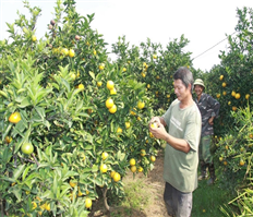 To expand Hung Yen orange distribution channel