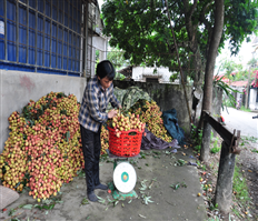 Rộn ràng mùa thu hoạch vải lai chín sớm Phù Cừ