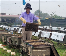 Thu lãi 300 – 400 triệu đồng/năm từ nghề nuôi ong lấy mật