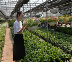 Chương trình OCOP thúc đẩy phát triển kinh tế nông thôn