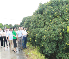 Connecting consumption of Phu Cu early-ripening hybrid litchi