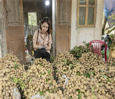 Thành phố Hưng Yên: Sản lượng nhãn ước đạt trên 10 nghìn tấn