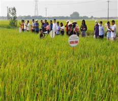 Giống lúa thuần Hương Bình cho năng suất 68 tạ/héc-ta