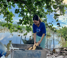 Trồng sen lấy củ - Hướng đi mới trong chuyển đổi cơ cấu cây trồng