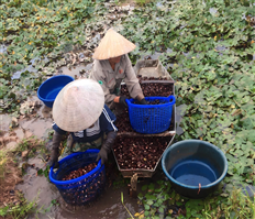 Mùa thu hoạch củ ấu