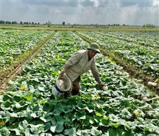 Niềm vui trên những cánh đồng vụ đông sớm