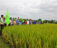 Hưng Yên: Vụ lúa được mùa, được giá