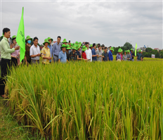 Concentrated production model of the rice species TBR87 and TBR279 yields high output