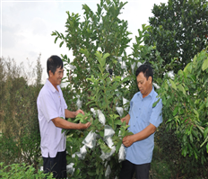 Guava tree in Cam Ninh field