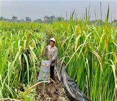 Hung Yen city in the harverst season of water bamboo