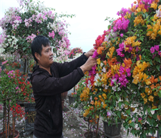 Caring for flowers and ornamental plants to serve the Tet market