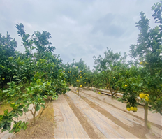 Hoang Grapefruit - Sweet autumn fruit