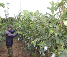 Thành phố Hưng Yên: Trồng cây ăn quả chất lượng cao gắn với thị trường
