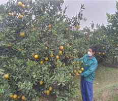 Quy hoạch vùng trồng cây ăn quả tập trung