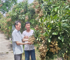 Hướng đi cho sản xuất nông nghiệp hữu cơ bền vững