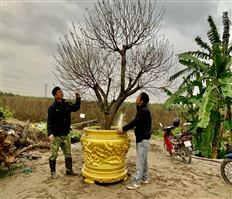 Dịch vụ thuê hoa, cây cảnh dịp Tết