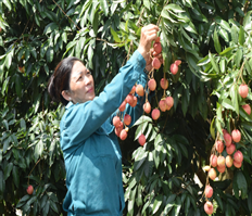 Phù Cừ: Chung sức “dệt” mùa xuân quê hương