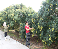 Hứa hẹn mùa vải lai chín sớm Phù Cừ bội thu