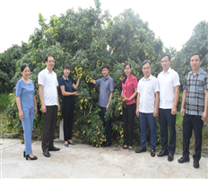 Kết nối tiêu thụ vải lai chín sớm Phù Cừ