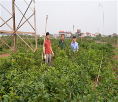 Hỗ trợ nông dân áp dụng khoa học, kỹ thuật vào sản xuất