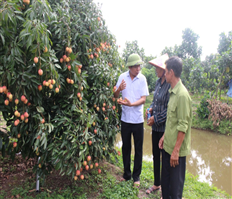 Sản xuất gắn với tiêu thụ nông sản