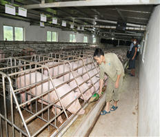 Biosafety livestock farming in chains