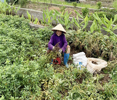 Khoái Châu: Vào vụ thu hoạch lạc