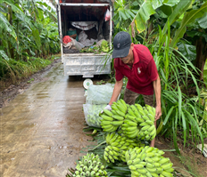 Xã Đức Hợp khai thác tiềm năng phát triển kinh tế vùng bãi