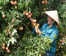 Harvest early-ripening hybrid litchi