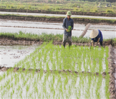 Xã Việt Hòa: Mở rộng diện tích gieo cấy lúa chất lượng cao