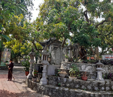 Preserving and developing ancient longan varieties in Hung Yen