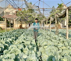 Nông dân phấn khởi thu hoạch cây vụ đông