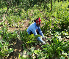 Cây địa liền trên đồng đất xã Tân Dân