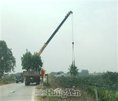 Khởi động thị trường hoa, cây cảnh phục vụ tết