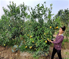 Thâm canh cây ăn quả VietGAP