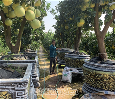 Thu lãi tiền tỷ từ trồng các loại cây cảnh có múi