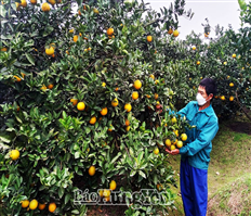 Mở rộng diện tích trồng cây ăn quả theo tiêu chuẩn VietGAP