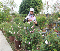 Promote concentrated production of fruit trees, flowers, and ornamental plants