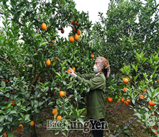 Hung Yen is in the orange harvest season