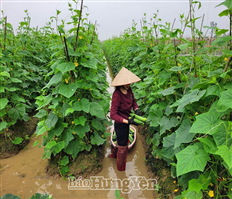 Phù Cừ: Gia tăng sản phẩm OCOP gắn với vùng sản xuất tập trung