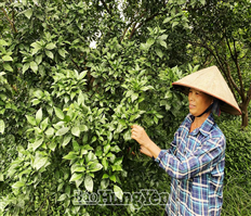 Khoái Châu: Mở rộng diện tích trồng cây ăn quả đạt tiêu chuẩn VietGAP