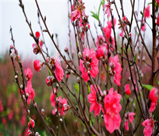 Dệt nên những mùa xuân mới