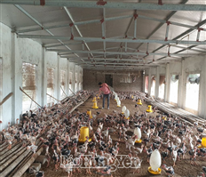 Tái đàn vật nuôi sau Tết